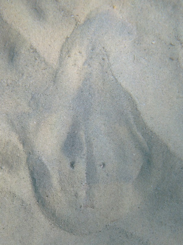 Uranoscopus scaber (Pesce prete)